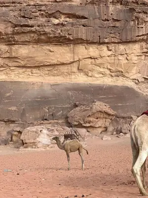 a camel standing in the desert next to a cliff at Full moon camp in Wadi Rum