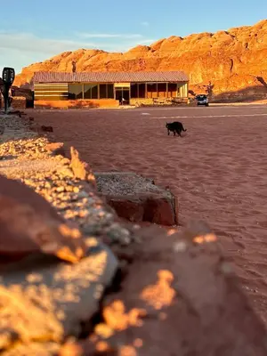 a black cow standing in front of a building at Salameh's Bedouin Camp in Wadi Rum