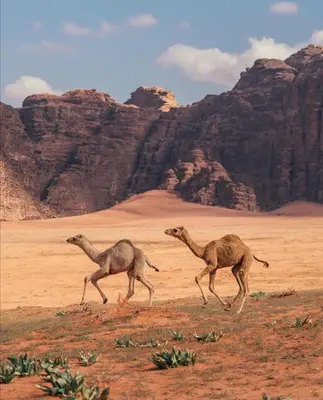 two camel walking in the desert with mountains in the background at Golden sunset luxury camp in Wadi Rum