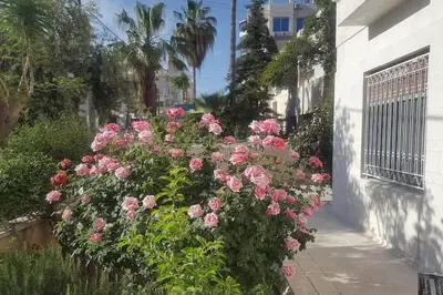 a bunch of pink roses in front of a building at Shmeisani homes central location near Abdali in Amman