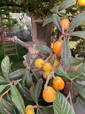 a bunch of oranges on a tree with a ladder at بيت جرش - Jerash House in Jerash