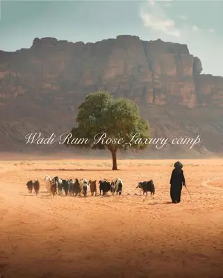 a person walking a herd of goats in the desert at Wadi Rum Rose Luxury camp in Wadi Rum
