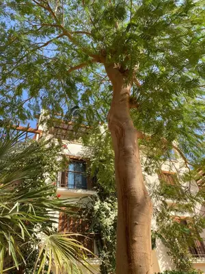 a large tree in front of a building at Talabay Top cosy 3 bedroom apartment in Aqaba