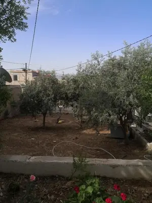 a garden with two trees and a hose at white tulips studio in Jerash