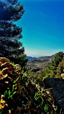 a pine tree sitting on top of a mountain at Dana local life Eco Lodge in Dana