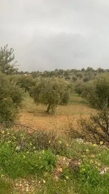 a field with bushes and trees in a field at البيت الريفي in Jerash