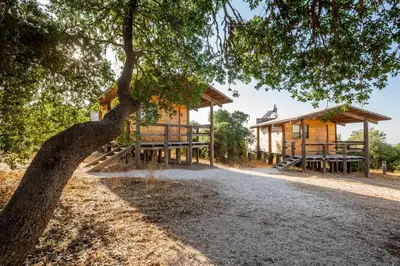 a house with a tree in front of it at Ajloun Forest Reserve in Jerash