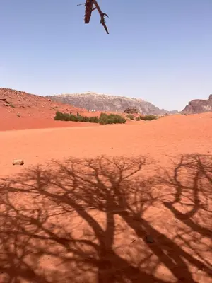 a shadow of a tree in the desert at Moon City Luxury Tent in Wadi Rum