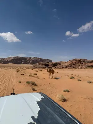 a camel walking in the desert near a car at Faiesal Luxury camp & Tour in Wadi Rum