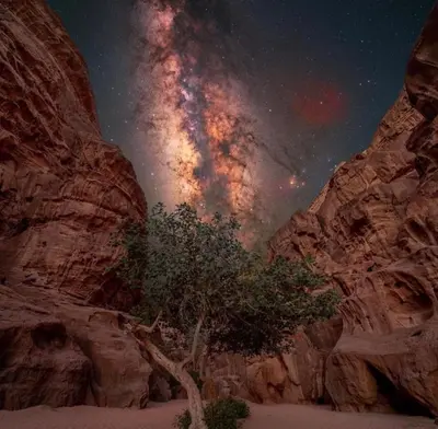 a tree in the middle of a canyon at night at Wadirum sunset camp in Wadi Rum