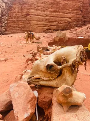 a skull of a dead animal in the desert at desert Hawk in Wadi Rum