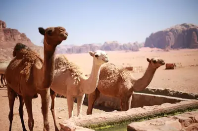 a group of camels standing in the desert at Salem Wadi Rum Road in Wadi Rum