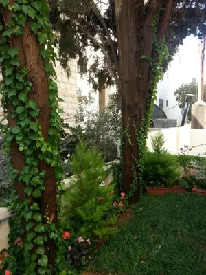 a garden with ivy growing on a tree at Two Bedroom Shmeisani Apartment in Amman