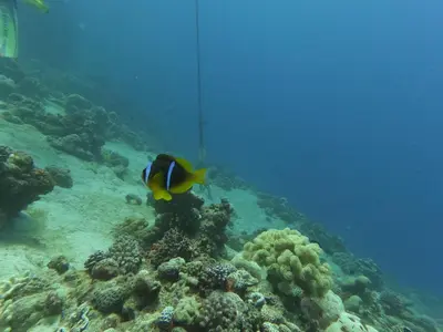 a fish on a coral reef in the ocean at Lemon garden apartment in Aqaba