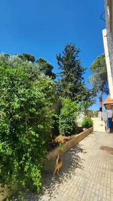a cat is sitting next to a bush at Blackbird Sanctuary homestay & Art Cafe in Ajloun