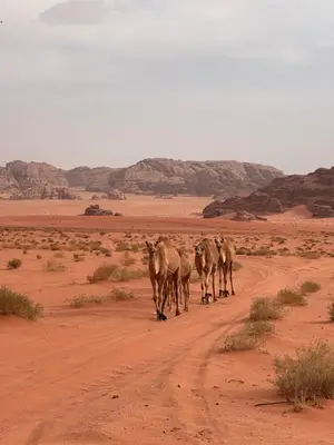 a herd of camel walking down a dirt road in the desert at Fadi camp in Wadi Rum