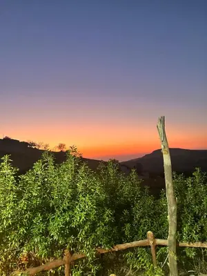 a tree in front of a fence at sunset at Dana horizon hotel in Dana