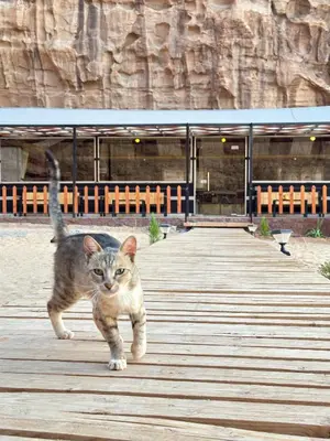 a cat walking on a wooden boardwalk at Wadi Rum Neom camp in Wadi Rum