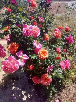 a bunch of pink and orange roses in a bush at luxury house in Madaba