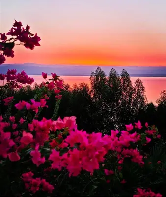 a group of pink flowers in front of a sunset at B35 Samarah Resort LOFT apartment in Sowayma