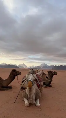 a group of camels sitting in the desert at Hkaya Rum camp in Wadi Rum