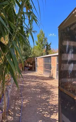 a building with a palm tree next to a dirt road at Country cottage in Al Ḩayy