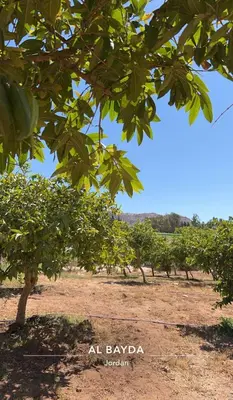 a row of trees in the middle of a field at Country cottage in Al Ḩayy