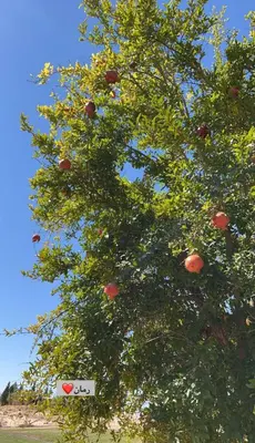 an apple tree with lots of red apples on it at Country cottage in Al Ḩayy