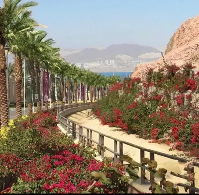 a garden with flowers and palm trees on a walkway at Alraha village-aqaba قرية الراحة- مرسى زايد -العقبة in Aqaba