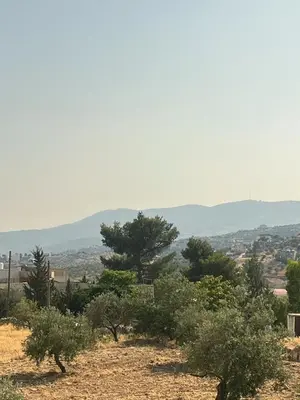 a field of trees with mountains in the background at Jerash Gate in Jerash