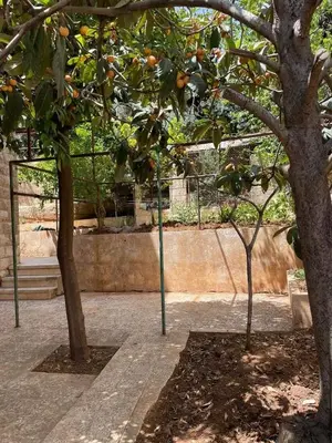 two trees in a park with oranges on them at L goats house in Wadi Musa