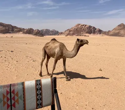 a camel walking in the desert next to at Ahmad and Fatima's Traditional Bedouin Camp in Wadi Rum