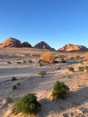 a desert with mountains in the background at Camille WadiRum Camp in Disah