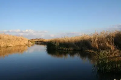 a view of a river with tall grass on the side at Azraq Lodge in Al Azraq ash Shamālī