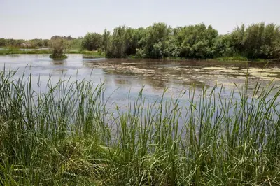 a body of water with grass and trees at Azraq Lodge in Al Azraq ash Shamālī