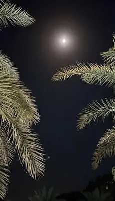 a tree branch with the moon in the sky at Ayman camp in Wadi Rum