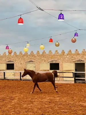 a horse running in front of a building with lights at Golden Horse Chalet And Club in Maḩaţţat al Jīzah