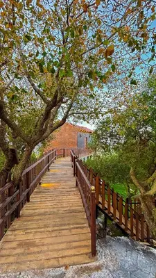 a wooden bridge with a tree and a building at اكواخ سفاري السياحية in Ajloun