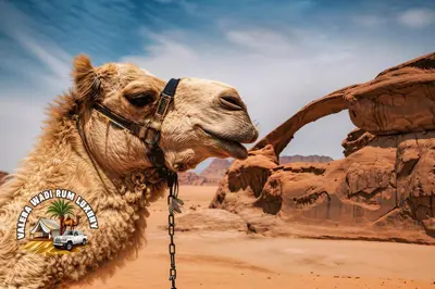 a camel with a sign on its face in the desert at Valera wadi rum Luxury in Wadi Rum