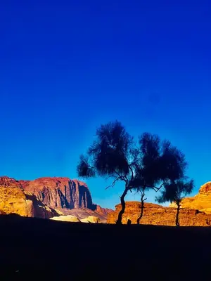 a tree in the middle of a desert at wadi Rum Spirit of Peace Camp in Wadi Rum