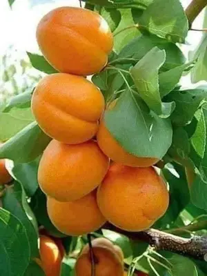 a bunch of oranges hanging from a tree at Doven Farm in Wadi Musa