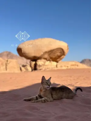 a cat laying on the sand in the desert at Alkaram luxury camp in Wadi Rum