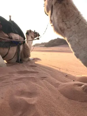 a dog sitting on the sand in the desert at Ragheb Al-Zawaida in Disah