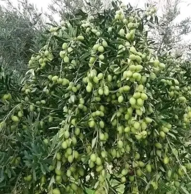 a bunch of green fruit on a tree at Nassen House in Udhruḩ