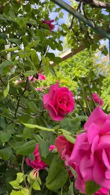 a group of pink roses in a garden at Hartna zaman in Taiyiba