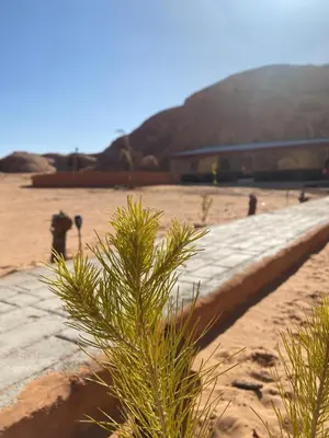 a plant on the side of a wall on a beach at Al Jawhara Luxury Camp in Wadi Rum