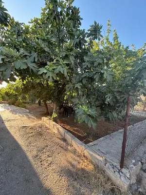 a tree with fruits on it next to a fence at Leith Holiday Home in ‘Ayn Jannā