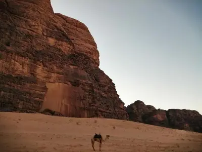 a person riding a camel in the desert with a dog at Wadi Rum Thamer in Wadi Rum