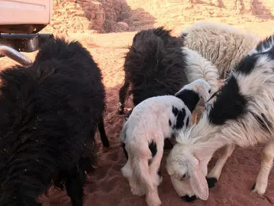 a group of goats standing in the dirt at Wadi Rum Paris Cave in Wadi Rum