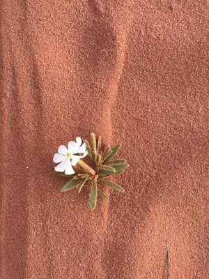 two white flowers sitting on top of the sand at Wadi Rum Paris Cave in Wadi Rum